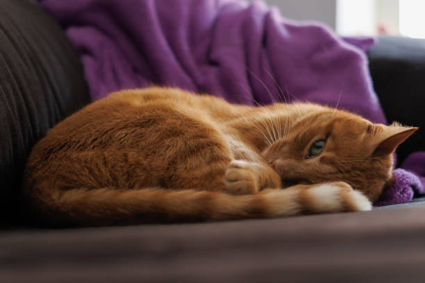 Orange domestic cat sleeping on the sofa and looking at the camera with one eye