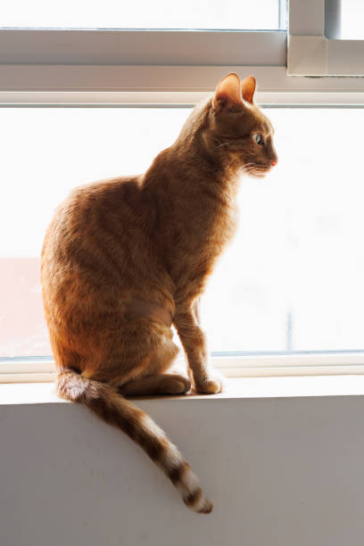 istock Orange cat sitting by the window with a blank stare 2172013727
