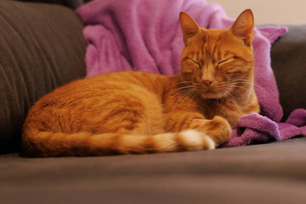 Orange domestic cat sleeping on the couch with head up, Spain