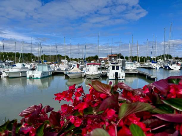 istock red flowers in front of a marina 2172014956