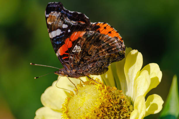 istock A butterfly is sitting on a yellow flower 2172015947