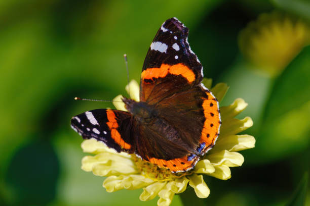 istock A butterfly is sitting on a yellow flower 2172016094