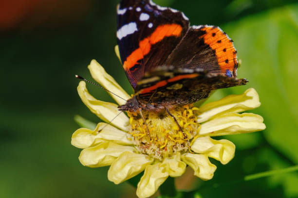 istock A butterfly is sitting on a yellow flower 2172016225