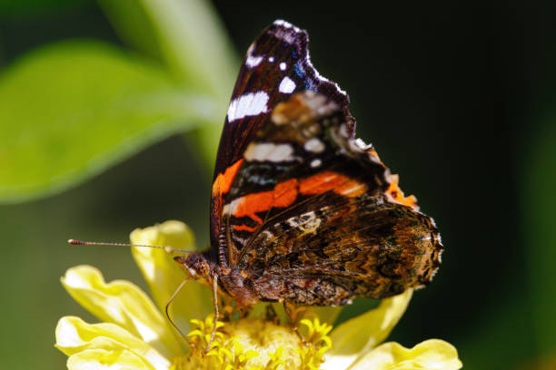A butterfly is sitting on a yellow flower. The butterfly is brown and orange