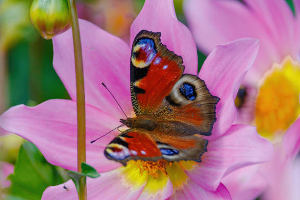A butterfly is sitting on a yellow flower. The butterfly is brown and orange