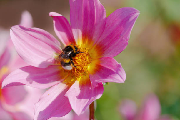 A bee is sitting on a pink flower. The flower is surrounded by green leaves. The bee is the main focus of the image, and the flower and leaves provide a beautiful background