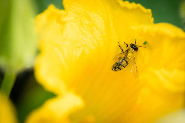 Bee covered with pollen in a zucchini flower on a vegetable garden