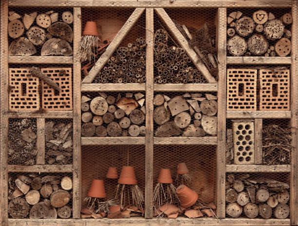 istock Eco-friendly house for insects in garden 2172026458