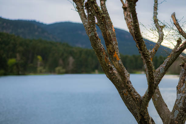 A serene lakeside view with a blurred tree in the foreground. The tranquil water reflects the distant forest and mountains under a cloudy sky.