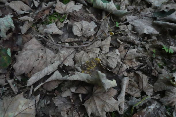 istock Fallen Dry Leaves on a Forest Floor 2172029680