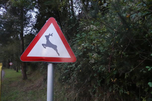 istock Deer Crossing Warning Sign on Forest Road 2172029701