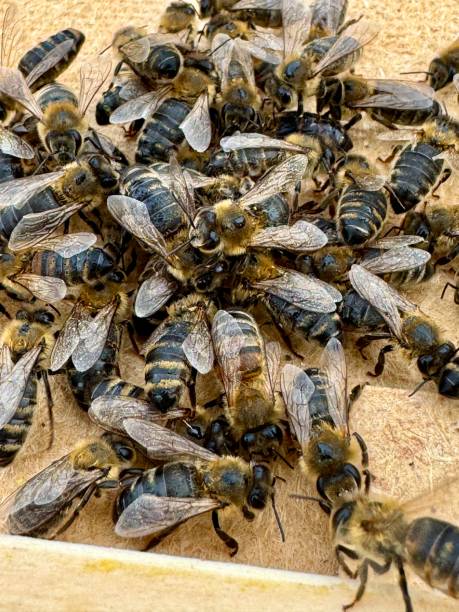 istock A bunch of honey bees on the ground 2172029718