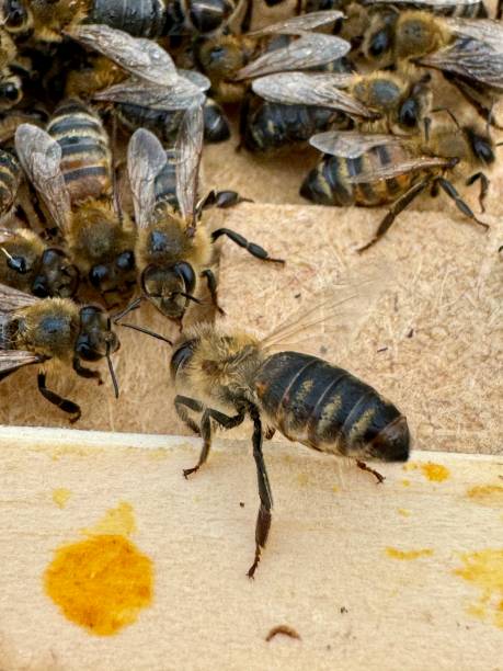 istock A bunch of honey bees on the ground 2172029724
