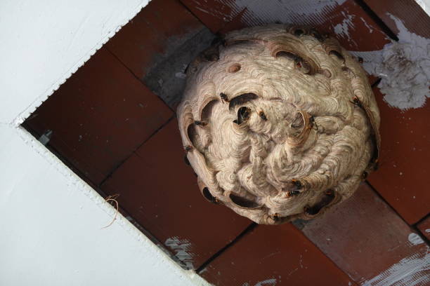 Close-up of an active Asian hornet nest in the ceiling of a neglected structure, with hornets visible.