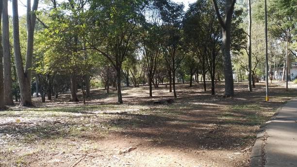 istock Nature reserve within the panoramic city 2172030603
