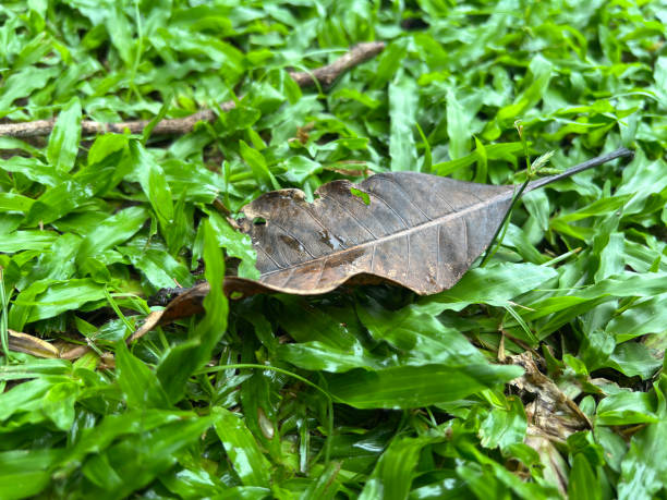 Leaf textured with paper on white background. Vertical composition with clipping path.