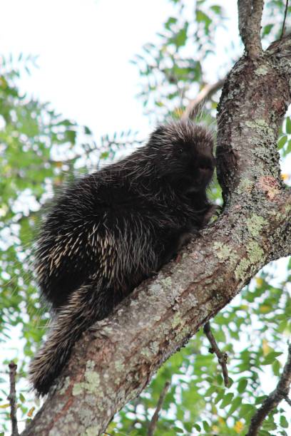 istock Porcupine in Tree 1 2172034052