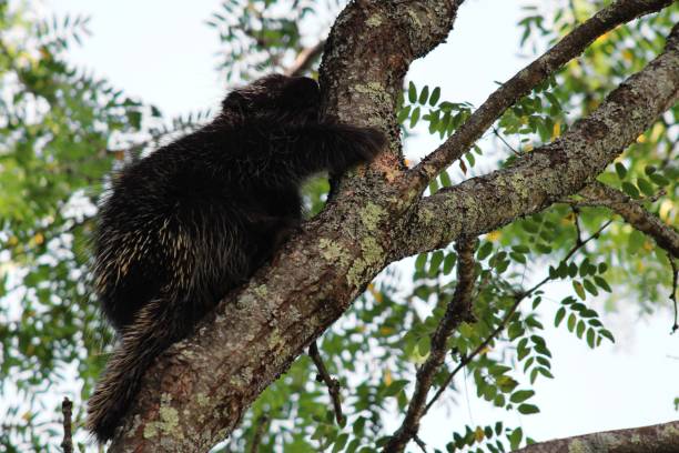 istock Porcupine in Tree 3 2172034075