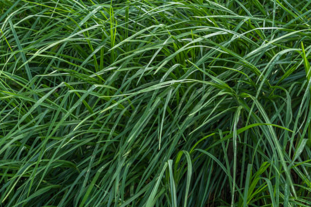 istock green grass for wallpaper with beautiful background fill light 2172035821