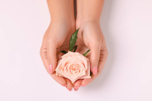 Woman holding beautiful rose on white background, top view