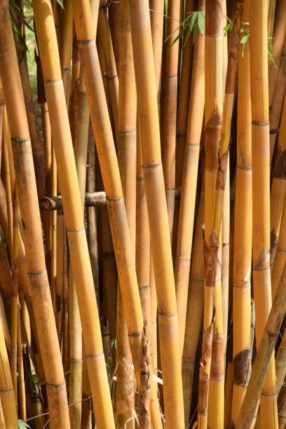 istock Close-up of bamboo. Yellow trunks of bamboo 2172042425