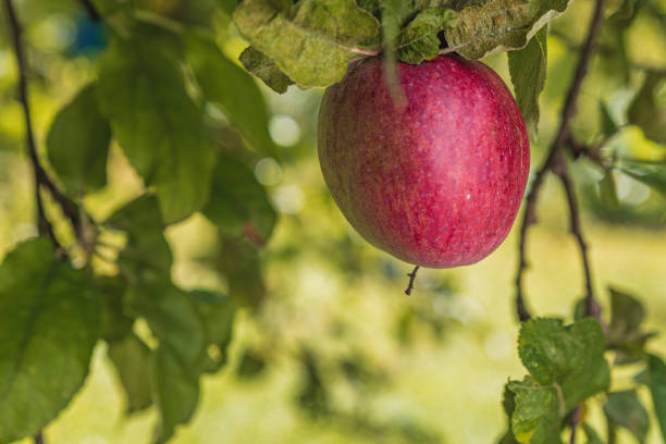 A red ripe apple on a branch of an apple tree in the early morning High quality photo