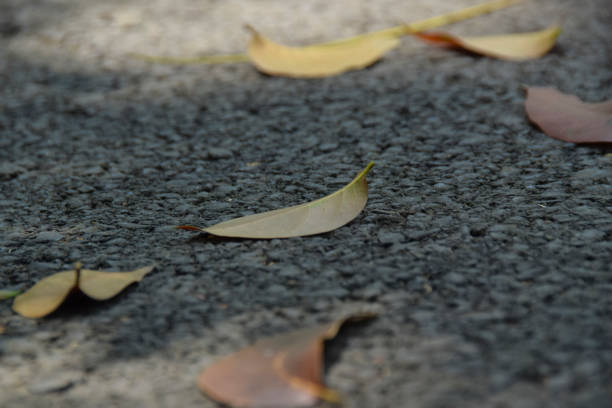 Close up Yellow leaves on asphalt. colorful leaves falling on the road. Autumn background. Selective Focus