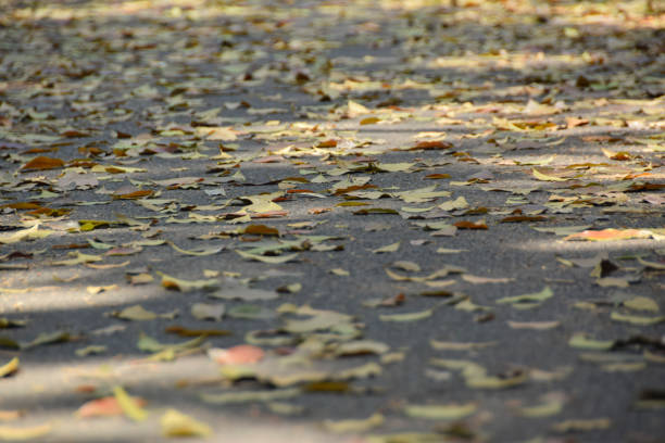 autumnal colored leaves on a street with the edge of a motor home