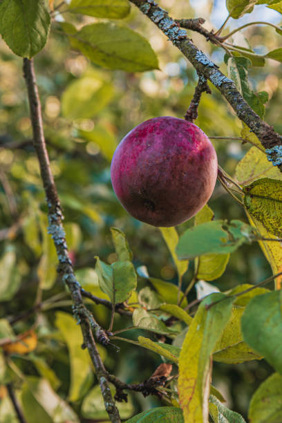 istock A ripe bright red apple in the garden on a branch 2172044570