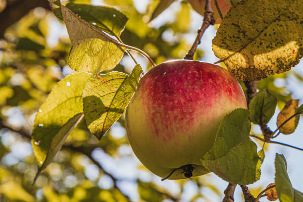 A red ripe apple on a branch of an apple tree in the early morning High quality photo