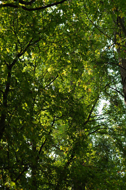 Tree canopy seen from floor level on a sunny day
