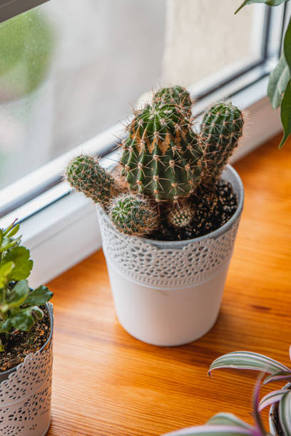istock A cactus growing in a pot by the window. 2172046647