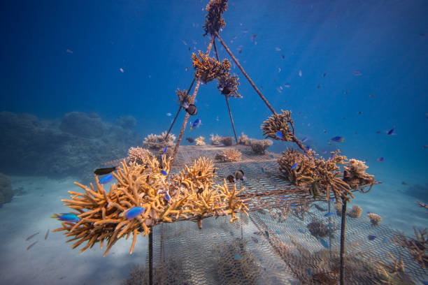 Growing corals - Marine ecosystem restoration