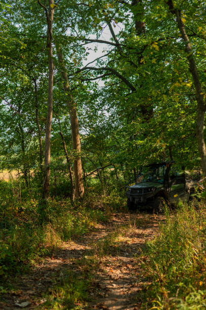 istock Morning in the woods 2172047079