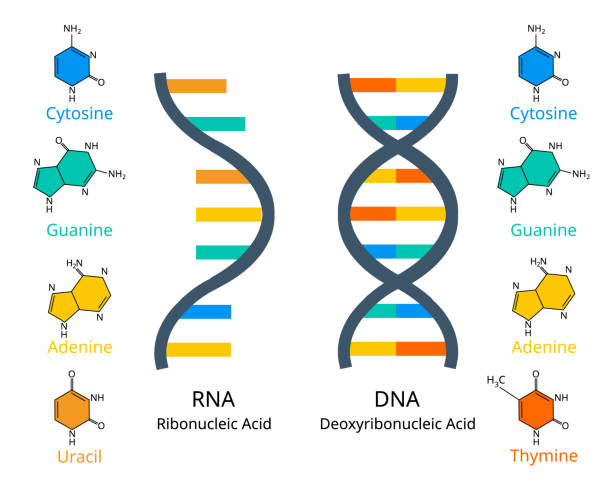 perbandingan rna atau asam ribonukleat dengan dna atau asam deoksiribonukleat - dna ilustrasi stok