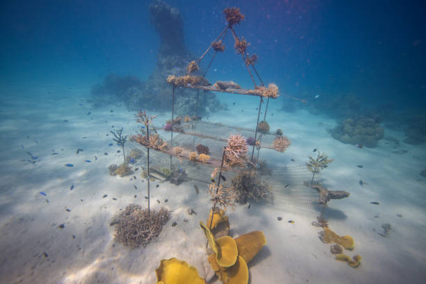 Coral Nursery - Marine conservation project planting corals - Rejuvenating coral reefs