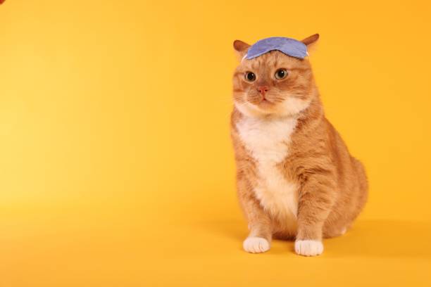 istock Cute ginger cat with sleep mask on orange background, space for text 2172048585