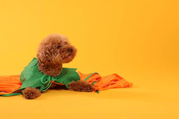 Happy Halloween. Cute Maltipoo dog dressed in costume on orange background, space for text