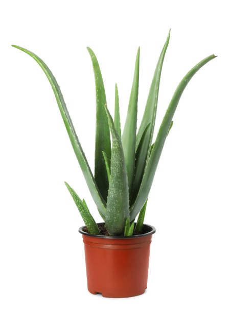 istock Beautiful potted aloe vera isolated on white 2172048695