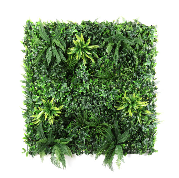 istock Green artificial plants with lush leaves isolated on white 2172048698