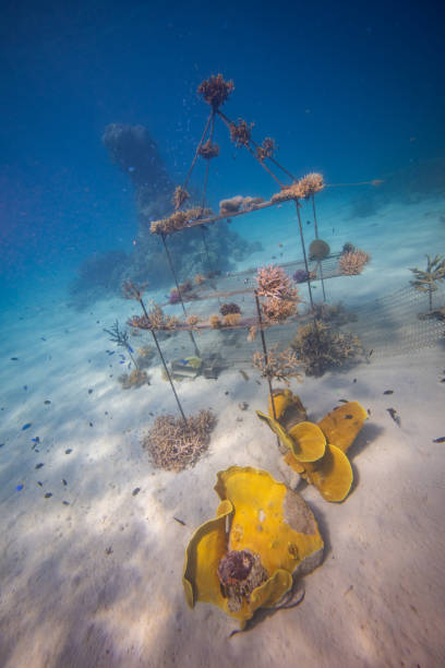 istock Growing corals - Marine ecosystem restoration 2172049694
