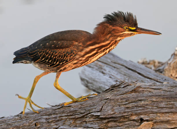 istock Green Heron walking on a tree trunk on the swamp in the forest 2172050970