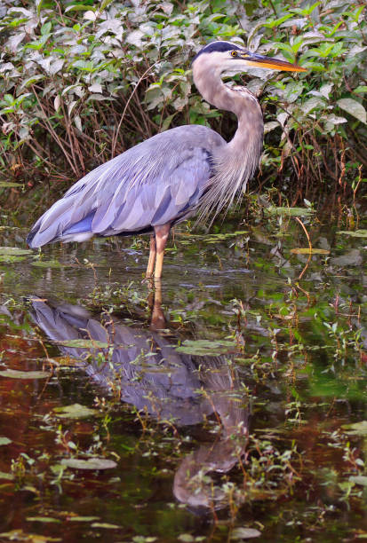 istock Great blue heron portrait into the swamp 2172050974