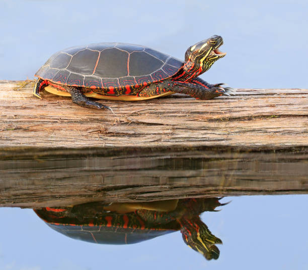 Painted Turtle (Chrysemys picta marginata) with its reflection in the Water, Montreal