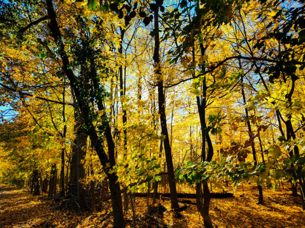 Autumn colors and late afternoon shadows