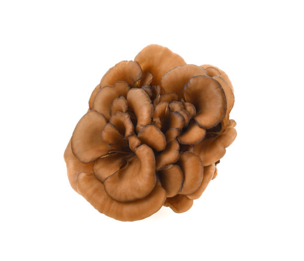 istock maitake mushrooms on white background 2172051529