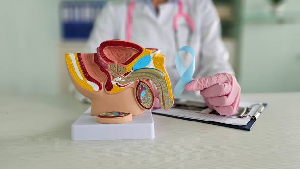 istock Urologist holding blue ribbon and male reproductive system 2172052401