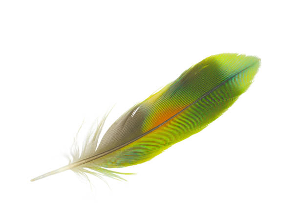 istock Parrot green feather isolated on white background 2172053891