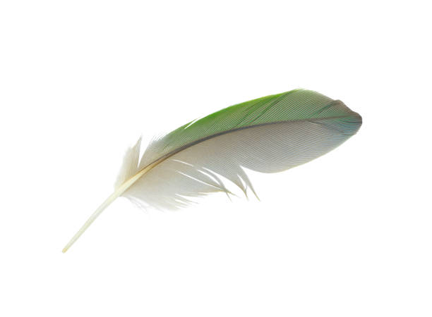 istock Parrot green feather isolated on white background 2172053906