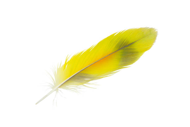 istock Parrot yellow feather isolated on white background 2172053908